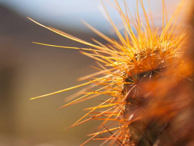 Tokyo Through the Seasons